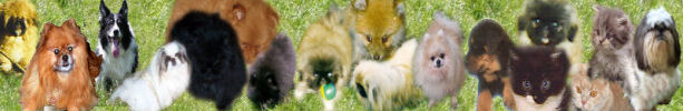 PetWeb Pets for Sale, Pet Wanted, Pet Links and Pet Books Simple, low cost and effective advertising. Whether you are buying or selling, we are here to help you.