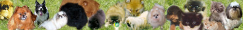 Petweb - pets for sale, dogs for sale, puppies for sale, cats for sale, kittens for sale