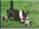 Turn disability into dogability with Doggon Wheels