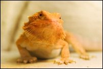 Reptiles for sale : Bearded dragon