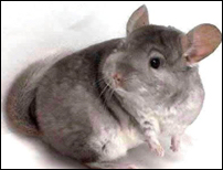 Chinchilla for sale