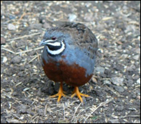 Quail for sale : Chinese
