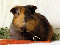 Guinea Pig for sale