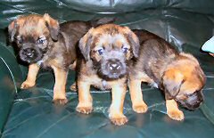 Border Terrier pups for sale