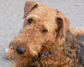 Airedale Terrier Dog Puppies for sale