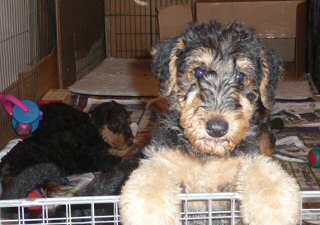 Airedale Terrier Dog Puppies for sale