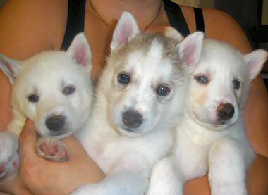 Siberian Husky Puppies for sale