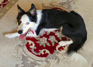 1yr old black and white collie bitch for sale