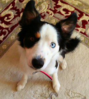 1yr old black and white collie bitch for sale
