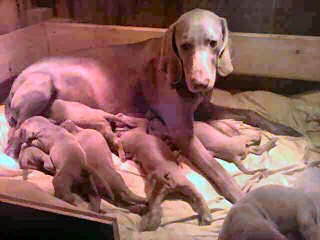 Weimaraner puppies for sale