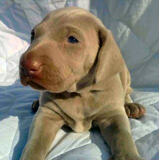 Weimaraner puppies for sale