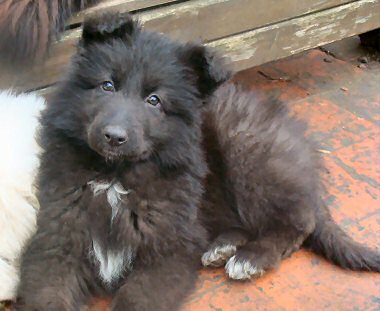 Stunning long haired German Shepherd puppy for sale
