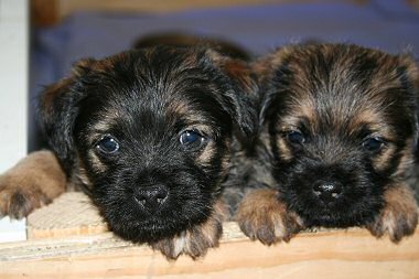 Gorgeous KC registered Border Terrier dog puppies for sale