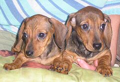 Beautiful miniature smooth haired Dachshund pups for sale