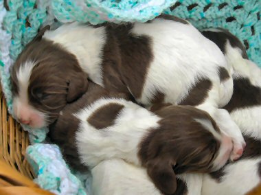 English Spinger Spaniel puppies for sale