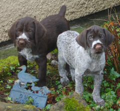 German Wirehaired Pointer Puppies for sale