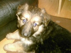 5 German Shepherd puppies all girls for sale