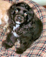 Chocolate American Cocker Spaniel for sale