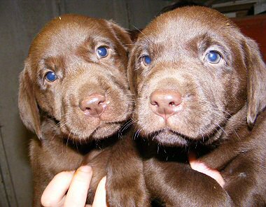 Chocolate Labrador puppies for sale
