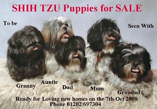 Shih Tzu
