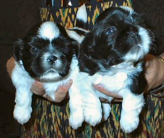 Shih+tzu+puppies+for+sale+uk+only