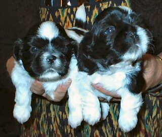 Shih Tzu Pups for sale