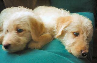 Labradoodle Puppies for sale