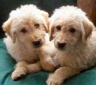 Labradoodle Puppies for sale