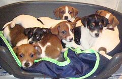 Pure bred JACK RUSSELL PUPPIES for sale