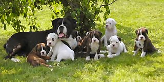Boxer puppies for sale