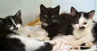 KITTENS AND CATS