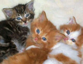 KITTENS AND CATS