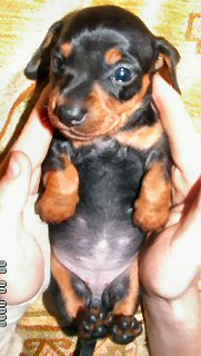 Tiny smooth haired miniature Dachshund pups for sale
