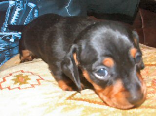 Tiny smooth haired miniature Dachshund pups for sale