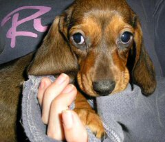 Dachshund for sale