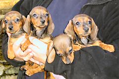 Mini smooth haired Dachshund pups available now to loving homes for sale