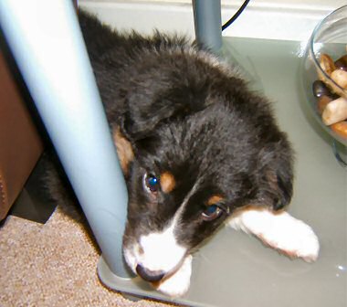 Long haired tri coloured 11 week old Border Collie bitch for sale