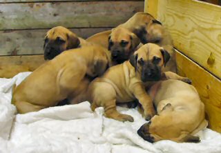 Great Dane pups for sale
