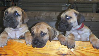Great Dane pups for sale