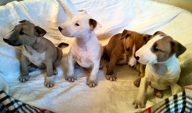 Miniature English Bull Terriers for sale