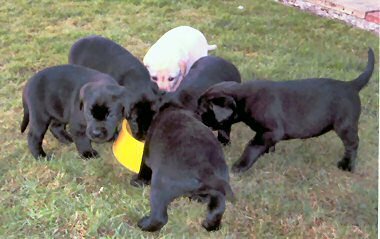 Beautiful Labrador Retriever pups for sale