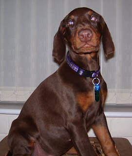 Chocolate Dobermann Pup for sale