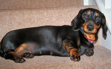 Beautiful Smooth Haired Minature Dachshund - mother