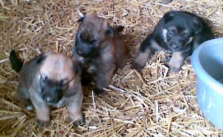 Alsatian Cross puppies for sale