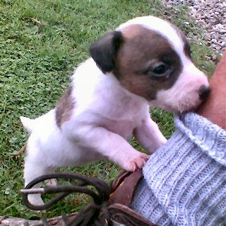 Alsatian Cross puppies for sale