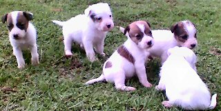 Alsatian Cross puppies for sale