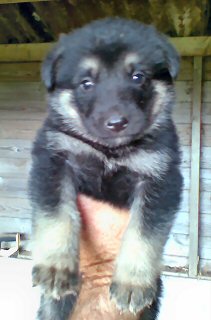 Alsatian Cross puppies for sale