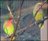 Lovebirds for sale