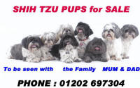Shih+tzu+puppy+for+sale+uk